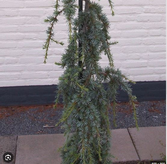 Céder libanonský ´Atlantica La Fontaine´