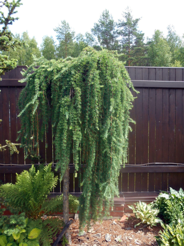 Smrekovec opadavý (japonský) ´Varley Pendula´ na kmienku