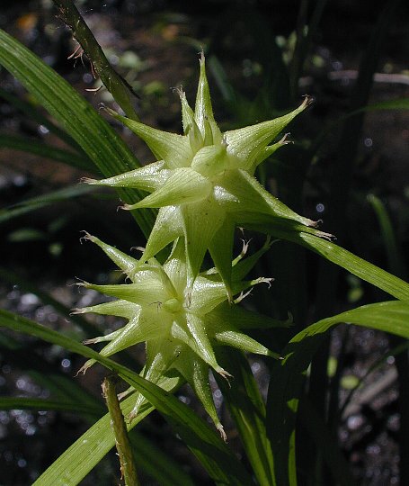 Ostrica "Gray´s sedge"