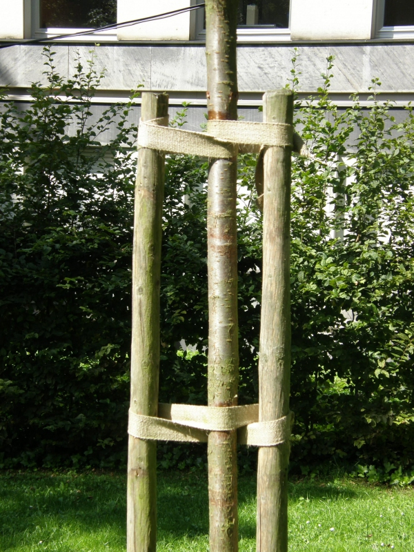 Viazací popruh na stromy  šírka 35mm, dĺžka 50m