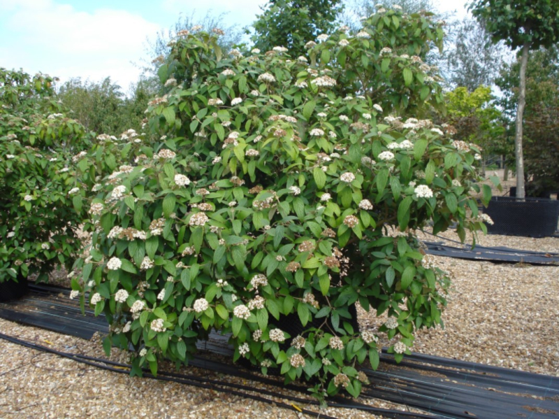 Kalina vrásčitolistá 3l