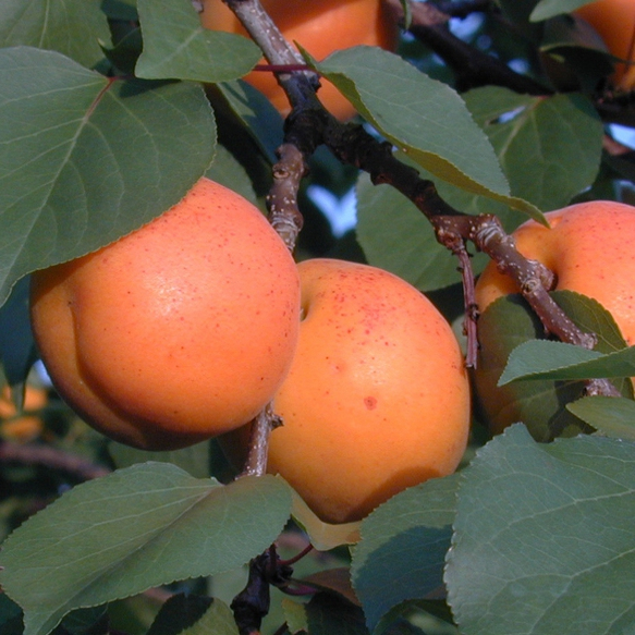 Marhuľa ´Goldrich´poloskorá, podp. Myrobalán, kont. 18l