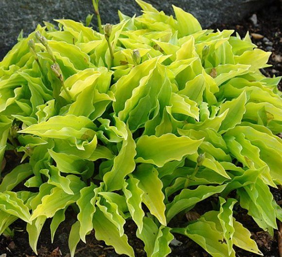 Hosta  ´Lemon Lime´
