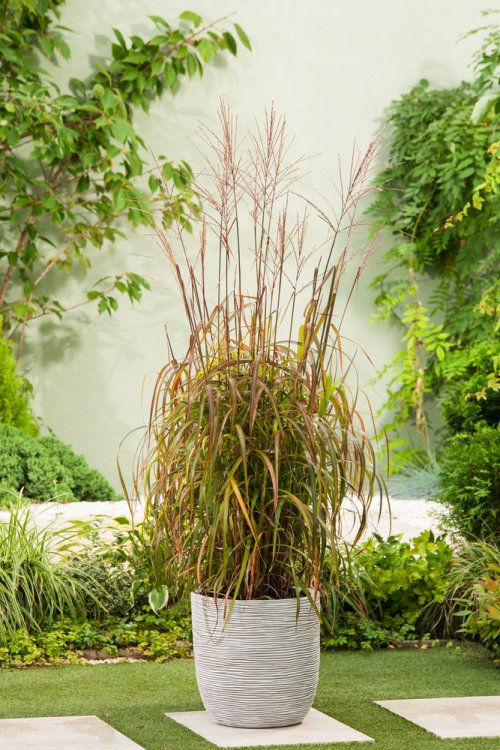 Ozdobnica čínska ´Navajo´