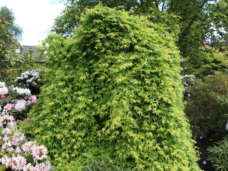 Javor dlanitolistý ´Rhyusen´ na kmienku