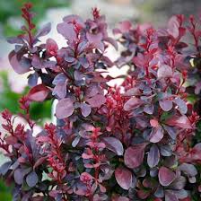 Dráč Thunbergov ´Concorde´