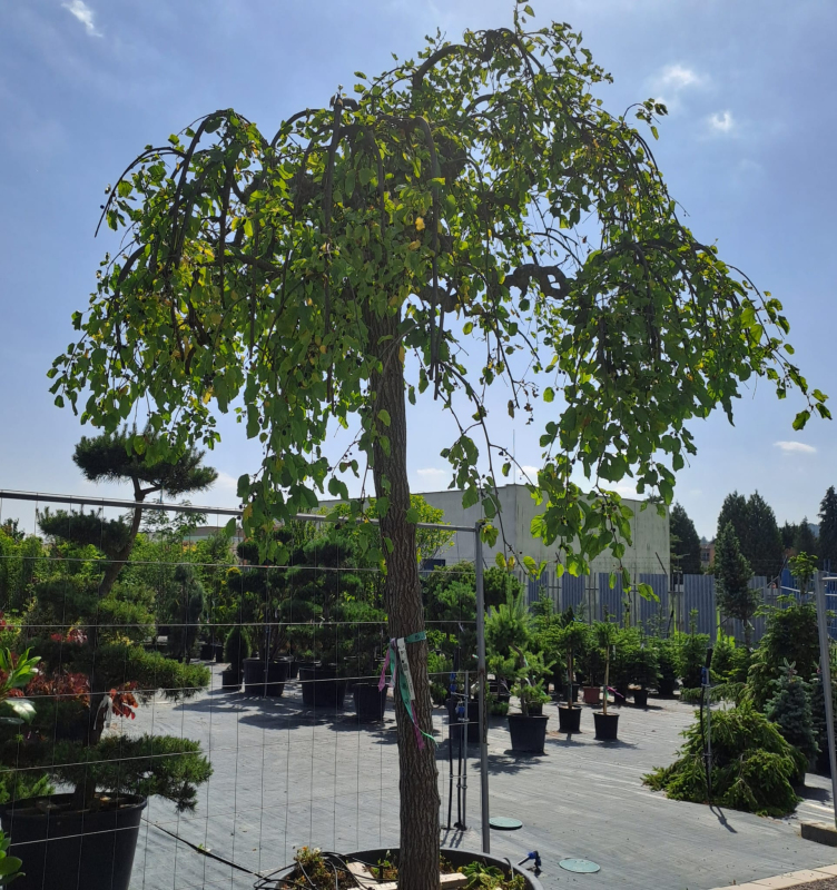 Moruša previslá biela (čierne plody) 270cm