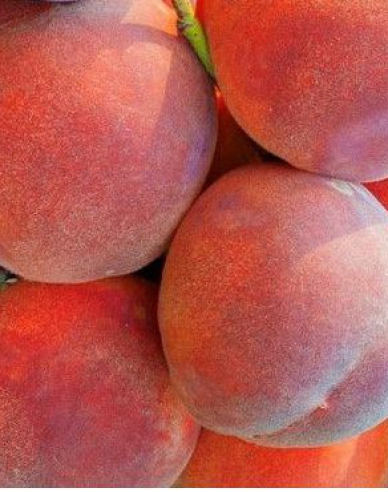 Broskyňa ´Dixired´ skorá, podp. GF677, kont. 5l