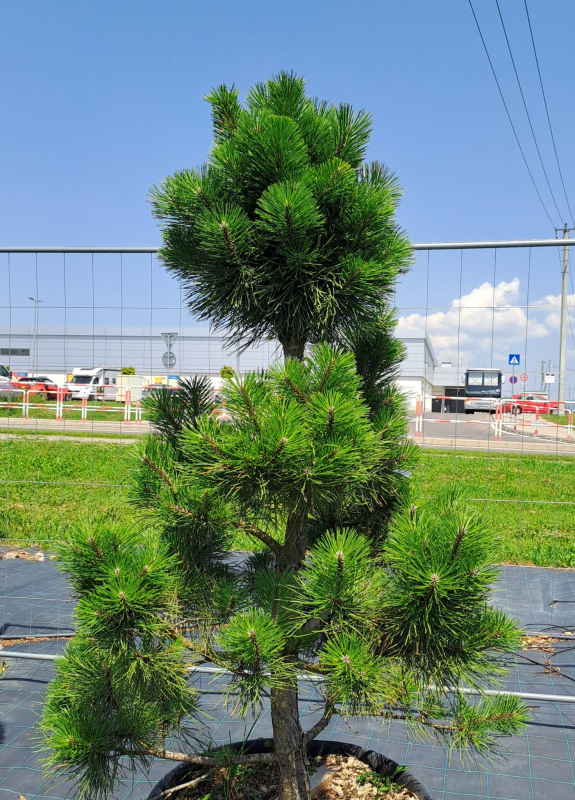 Borovica čierna ´Bonsaj´