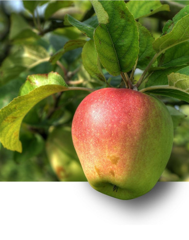 Jabloň ´Pinova´ zimná, podp. A2, kont. 5l