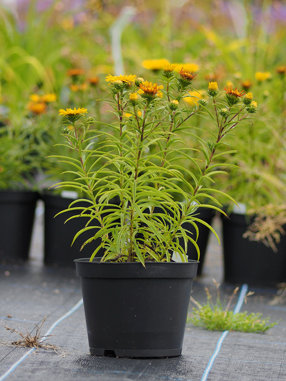 Inula ensifolia - oman ´Yellow´