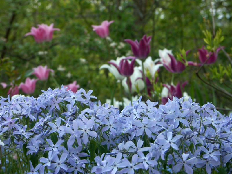 Flox rozložitý ´Clouds of Perfume´