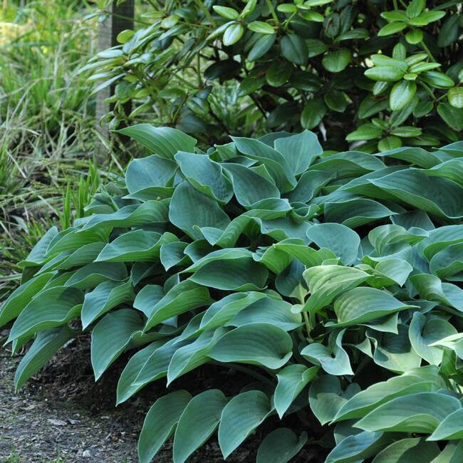 Hosta  ´Blue Cadet´