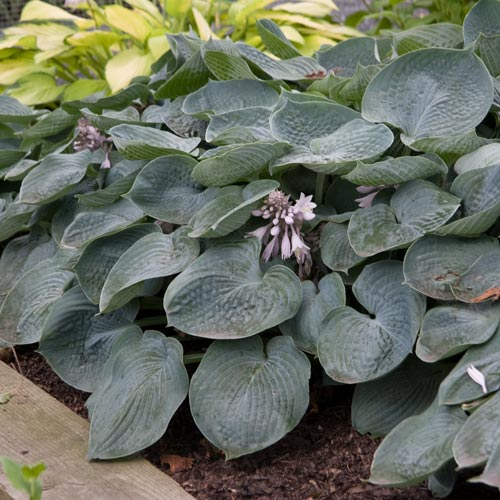 Hosta ´Bressingham Blue´