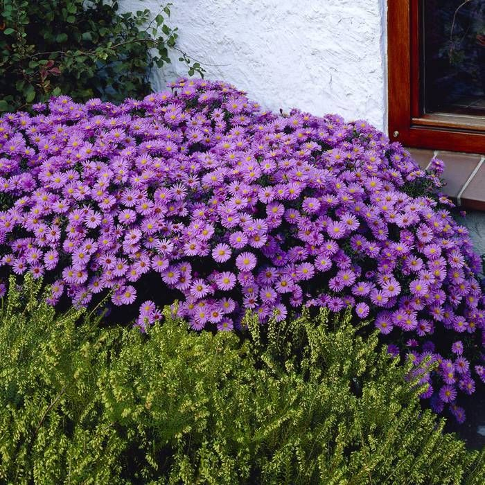 Astra ´Prof. Anton Kippenberg’´