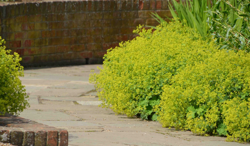 Alchemilka mäkká ´Irish Silk´