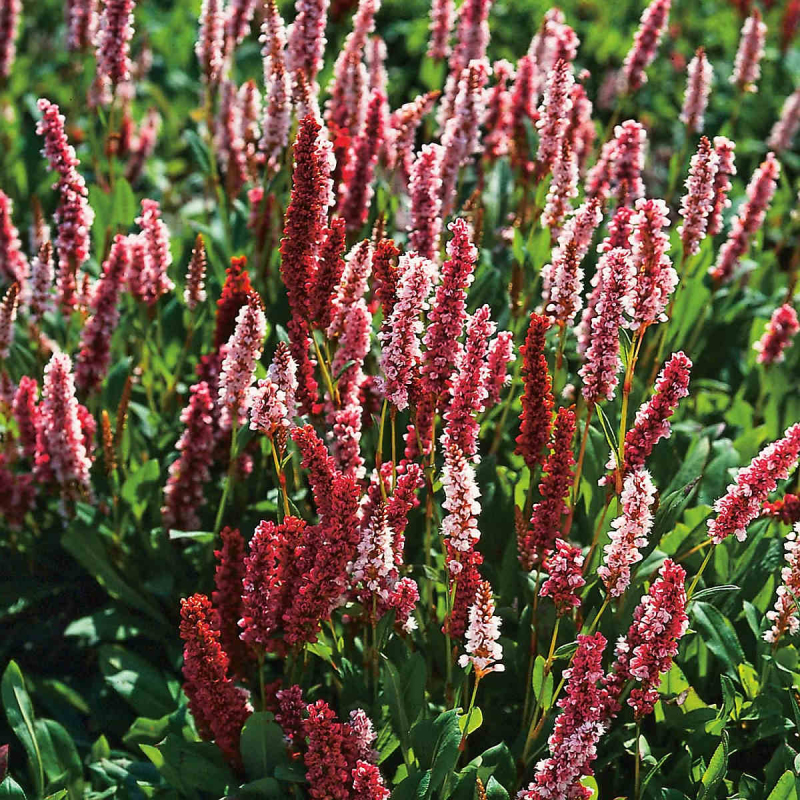 Horčiak ´Darjeeling Red´