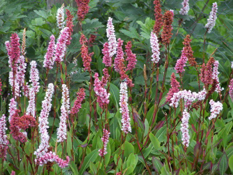 Horčiak ´Darjeeling Red´