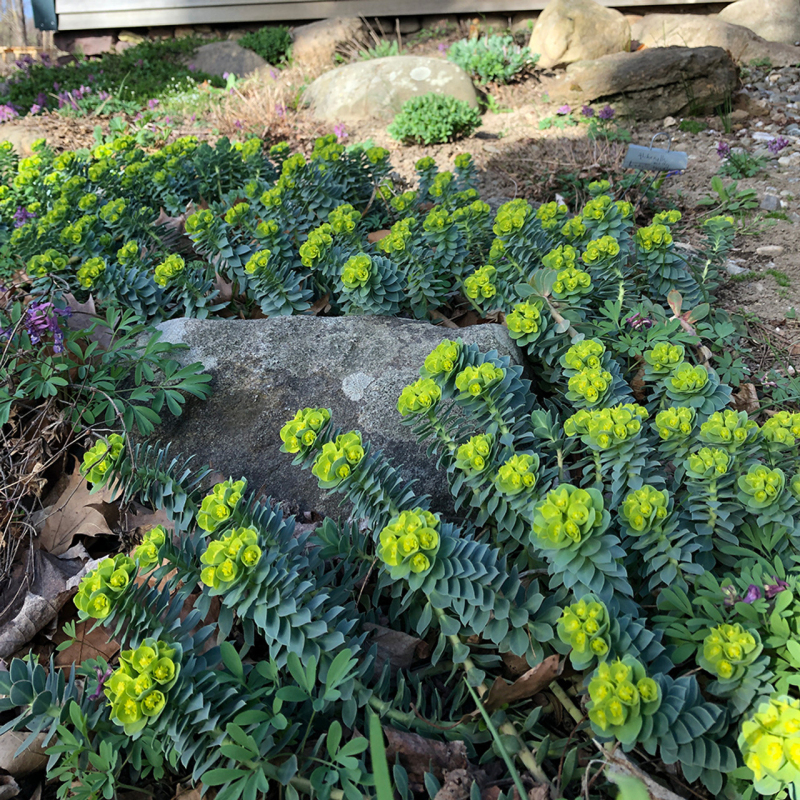 Mliečnik myrtovitý