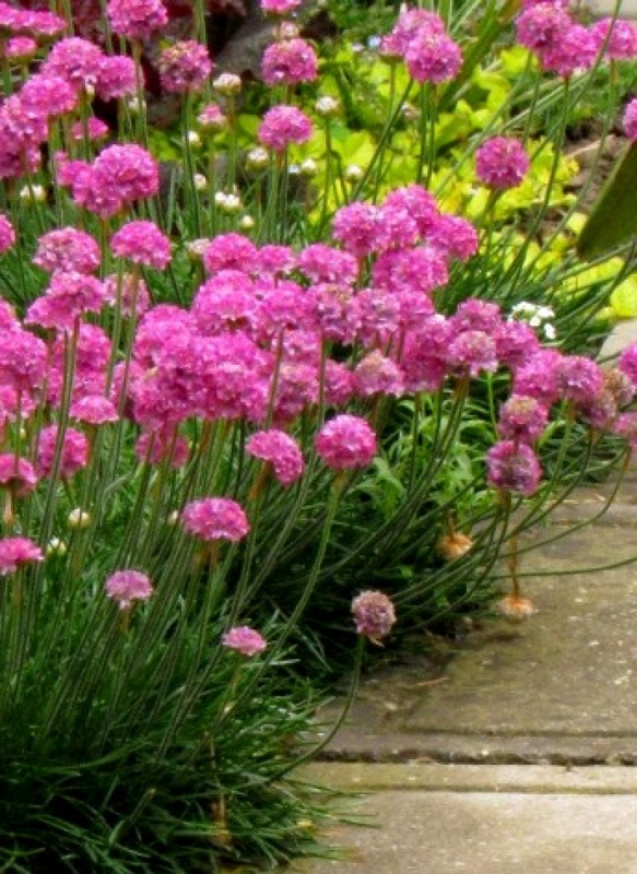 Trávnička "Armada Rose"