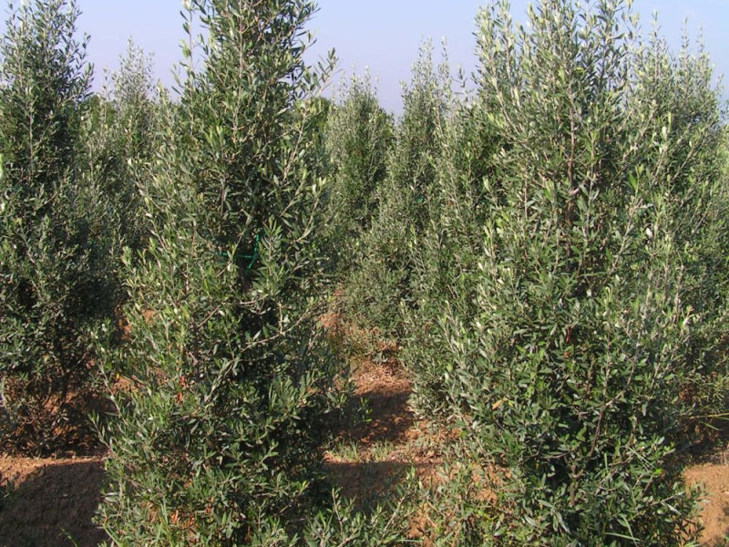 Olivovník európsky ´Cipressino´ 80 - 100cm