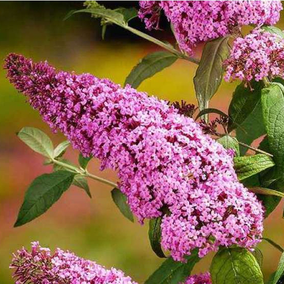 Budleja davidii ’Pink Delight’ 2l