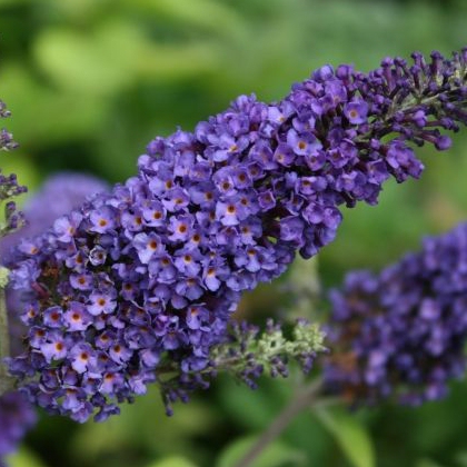 Budleja davidii ’Empire Blue´