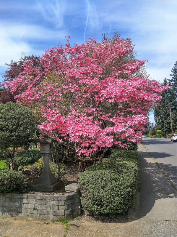 Drieň kvetnatý ´Rubra´