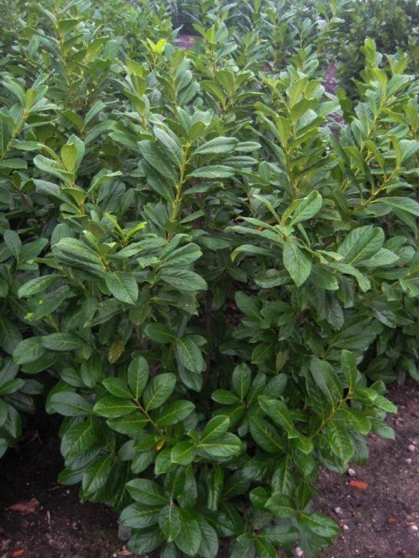 Vavrínovec lekársky ´Novita´ 5L