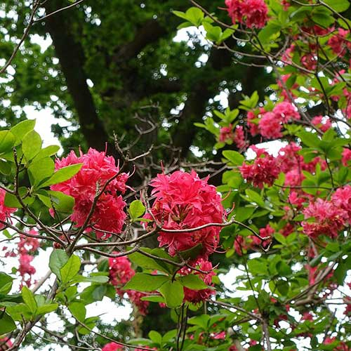 Azalka veľkokvetá "Homebush"