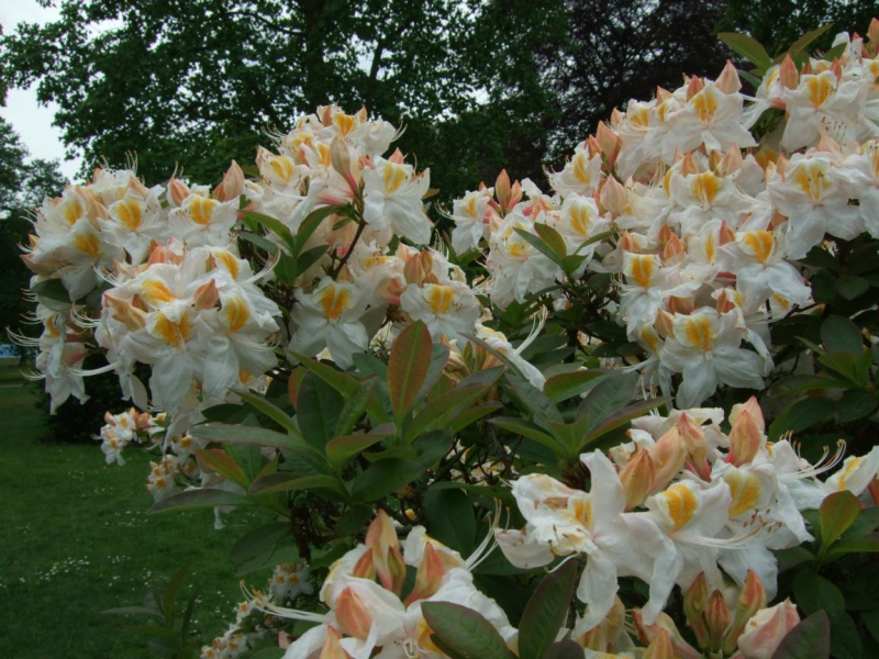 Azalka veľkokvetá ´Silver Slipper´