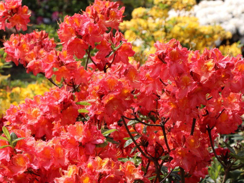 Azalka veľkokvetá ´Juanita´