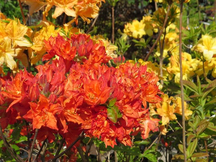 Azalka veľkokvetá ´Feuerwerk´