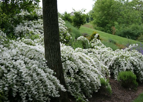 Trojpuk nežný ´Nikko´