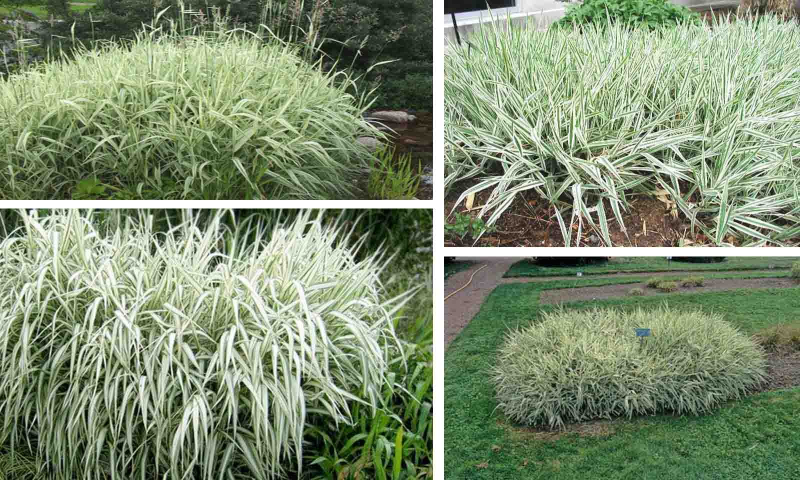 Chrastnica ´Picta´