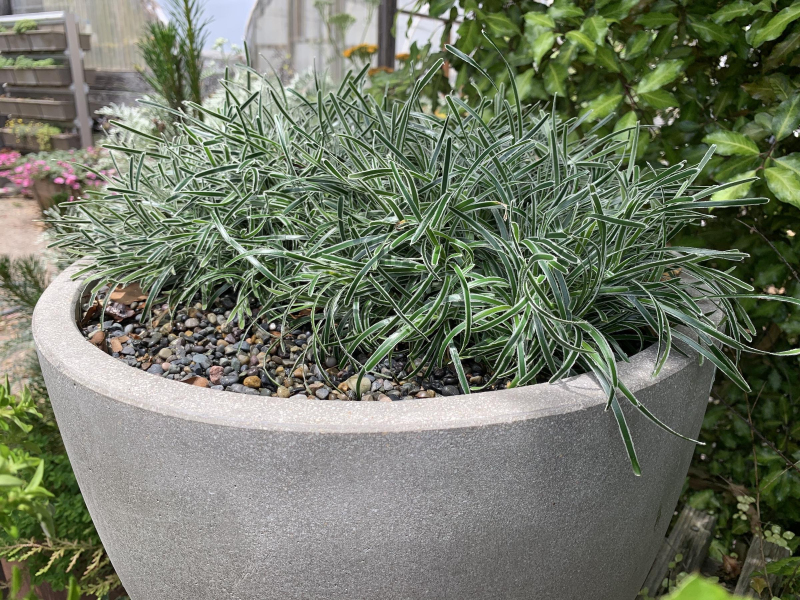 Ficínia ´Ice Crystal´