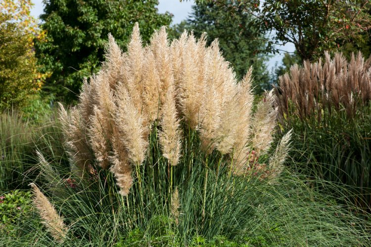 Pampová tráva - Kortadéria ´Evita´