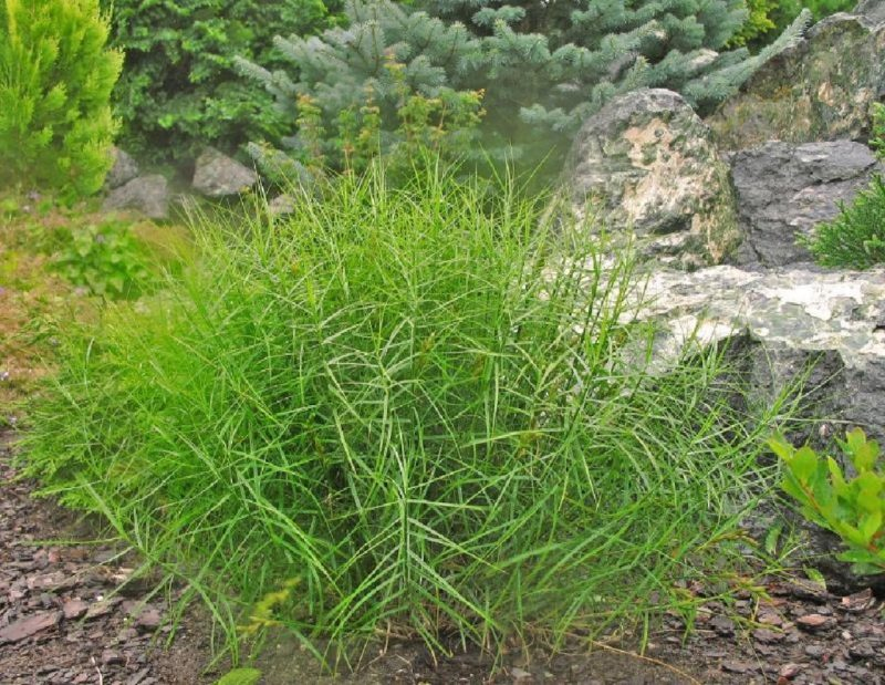 Ostrica muskigumenská ´Little Midge´