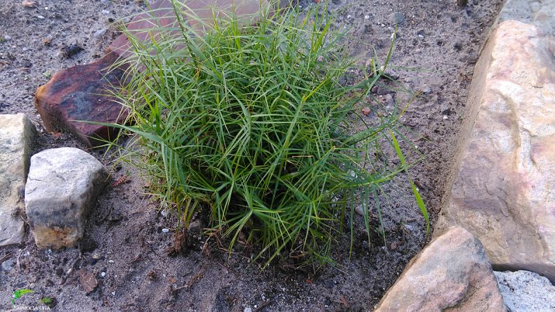 Ostrica muskigumenská ´Little Midge´