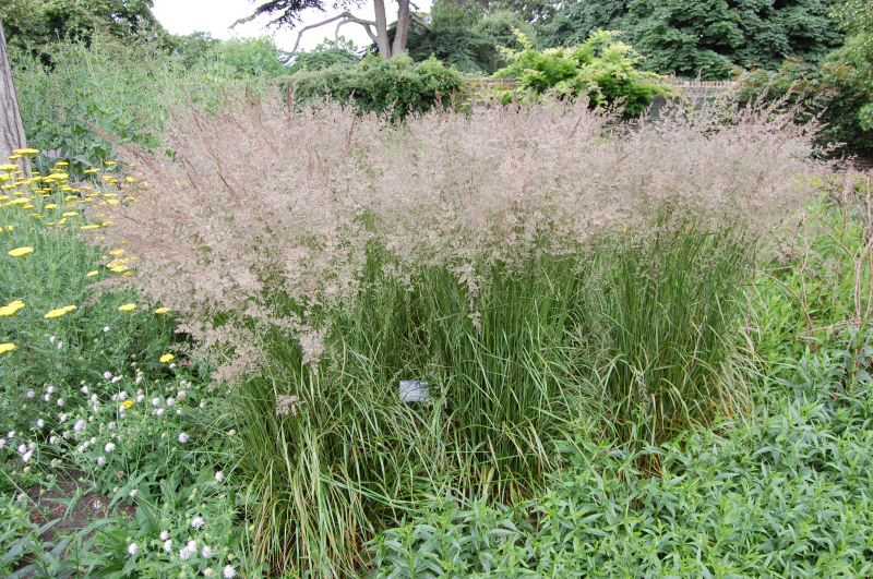 Smlz ostrokvetý ´Karl Foerster´ 1,5l