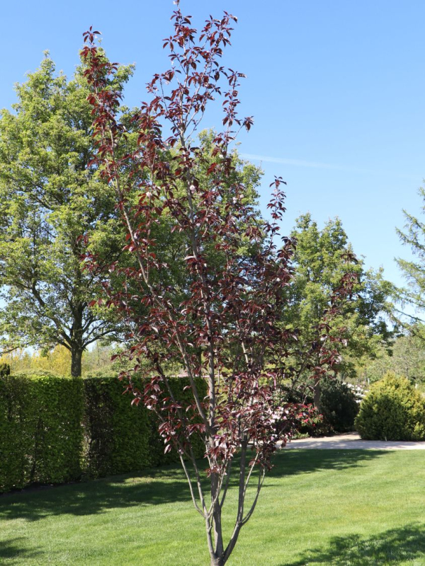 Čerešňa okrasná ´Royal Burgundy´ viackmeň