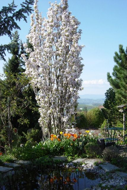 Čerešňa okrasná ´Amanogawa´ (Sakura)