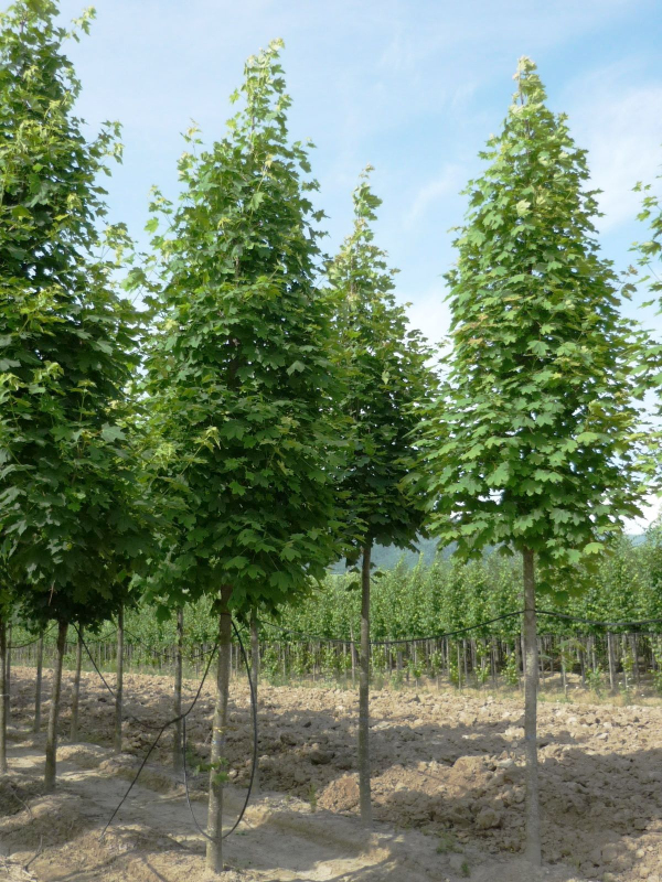 Javor mliečny ´Columnare´