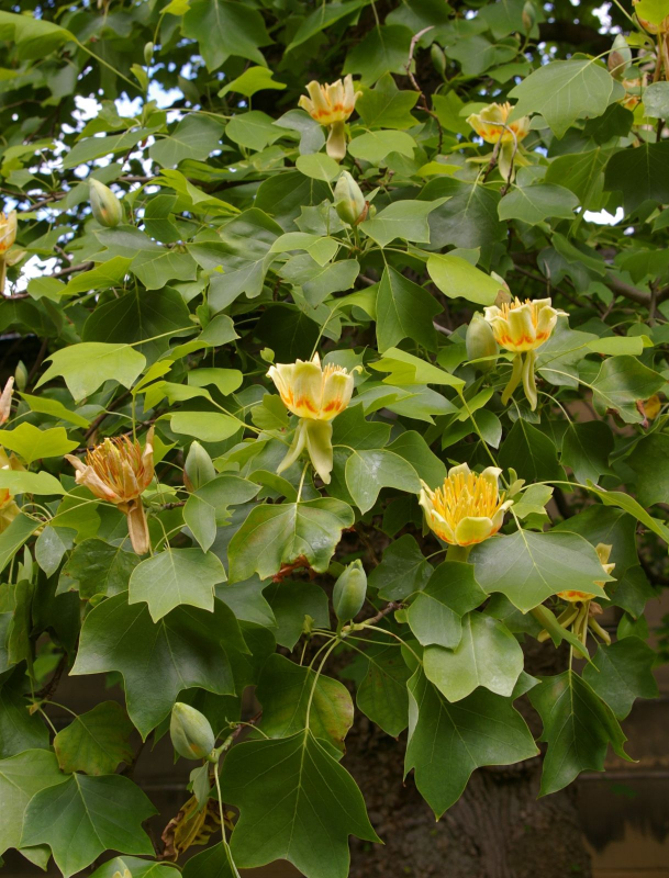 Ľaliovník tulipánokvetý  (Liriodendron tulipifera) kmienok 140cm