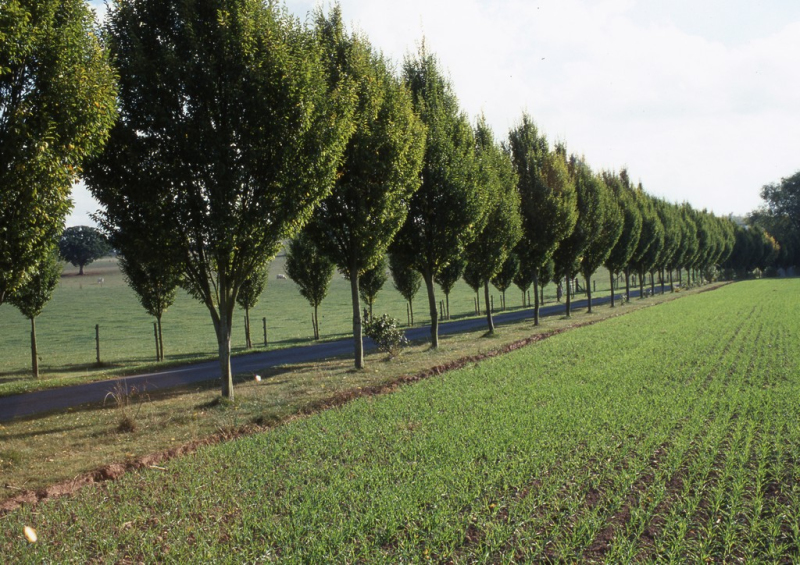 Hrab obyčajný ´Pyramidalis´