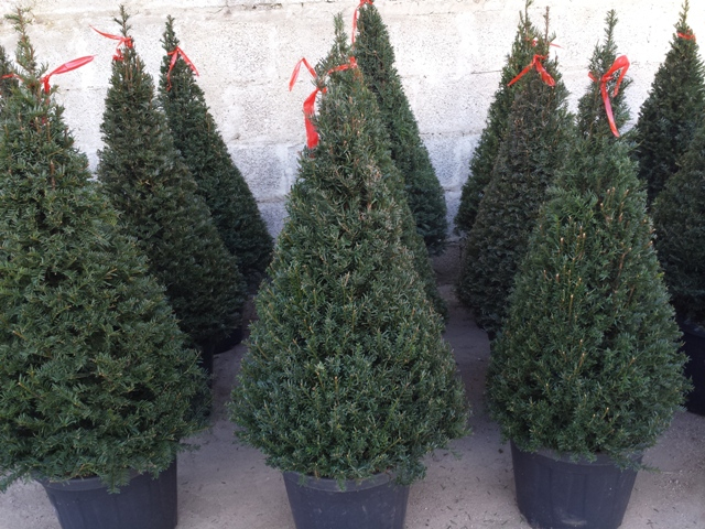 Tis obyčajný ´Cono´