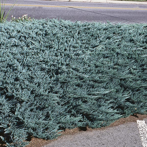 Borievka rozprestretá ´Blue Chip´