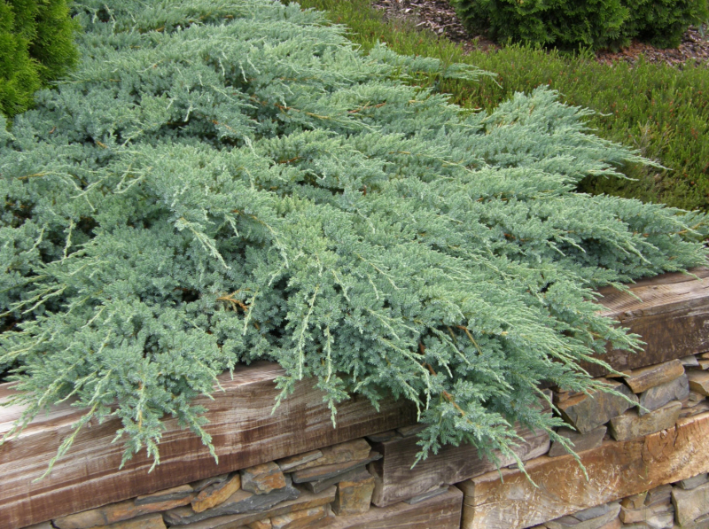 Borievka šupinatá ´Blue Carpet´