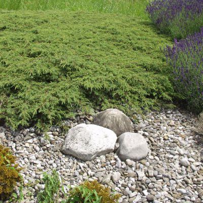 Borievka obyčajná ´Green Carpet´