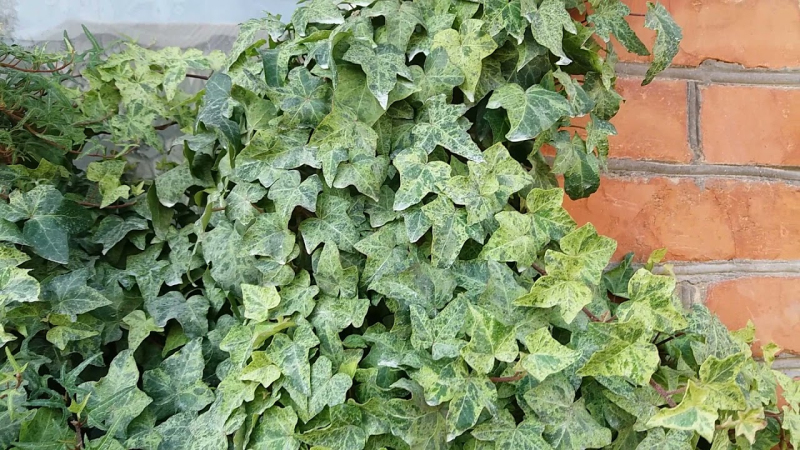 Brečtan popínavý ´Marmorata´